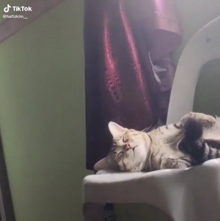 Ss1 Budin Bunga Cat Sleeping On A Chair