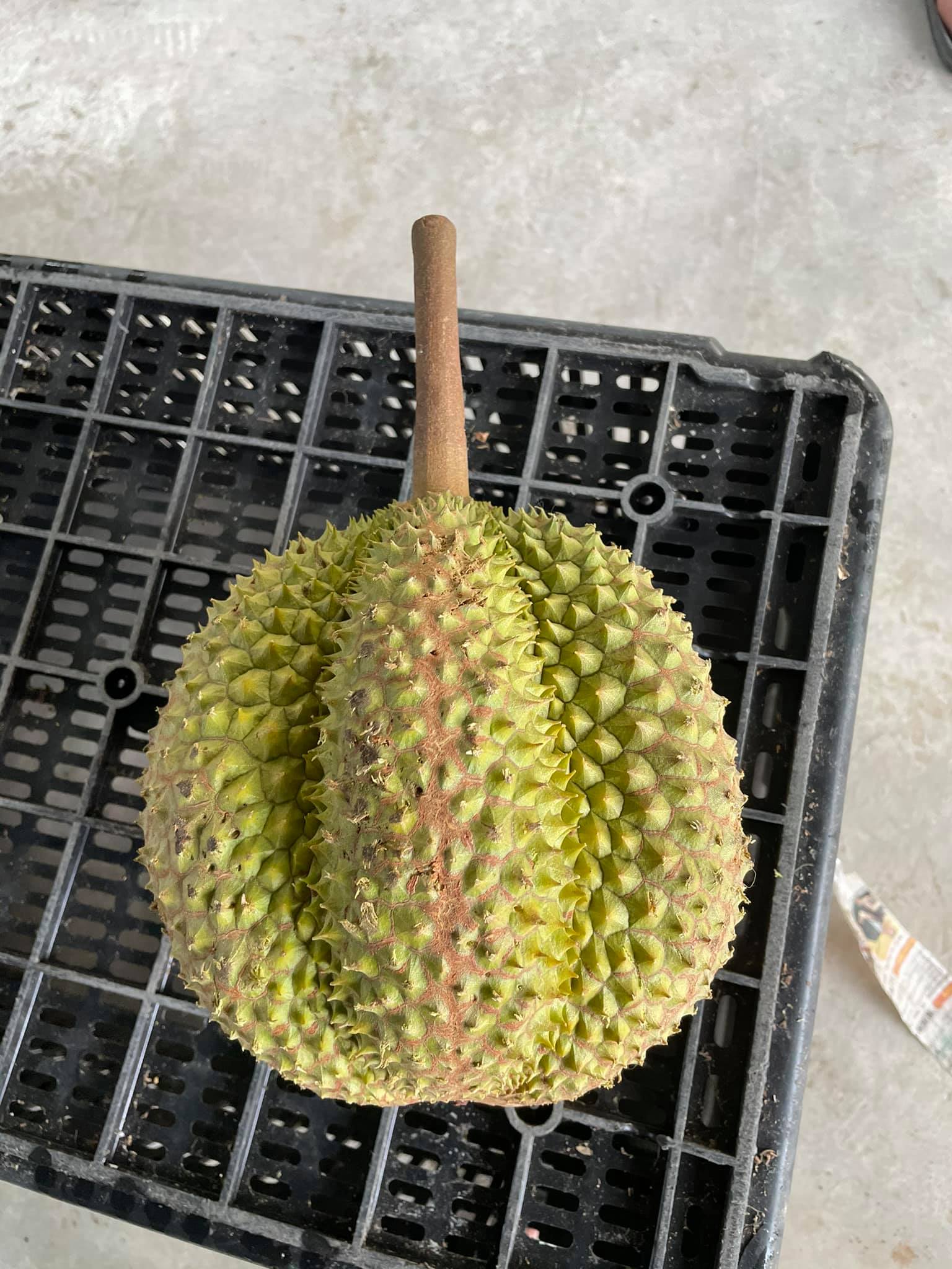 empty durian