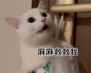 可爱猫咪1