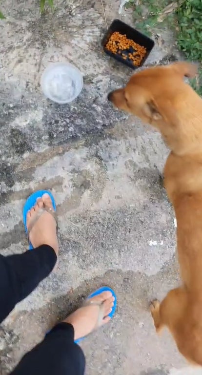 喂食流浪狗