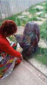 女子跟猩猩玩