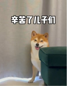 柴犬