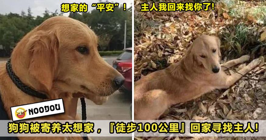 狗狗寻找主人