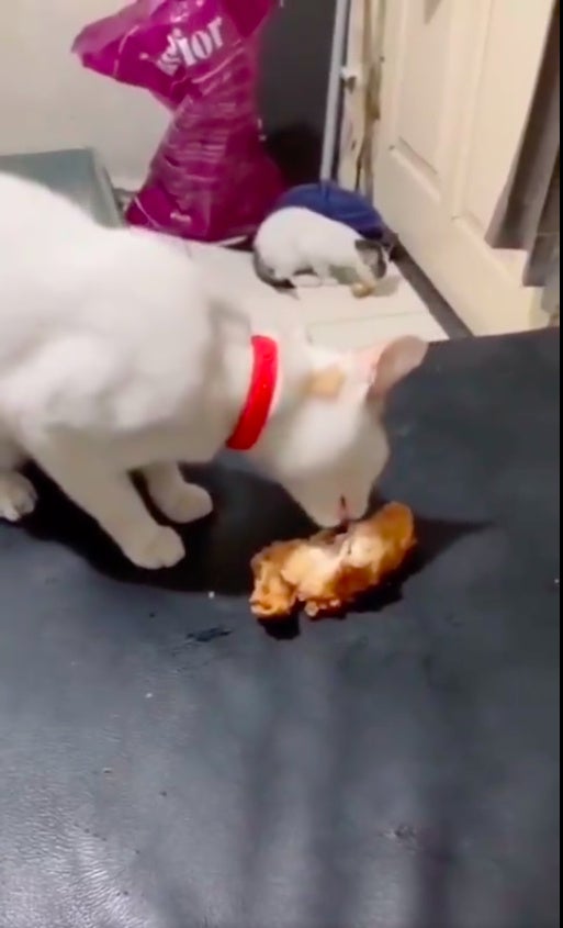 猫咪吃食物