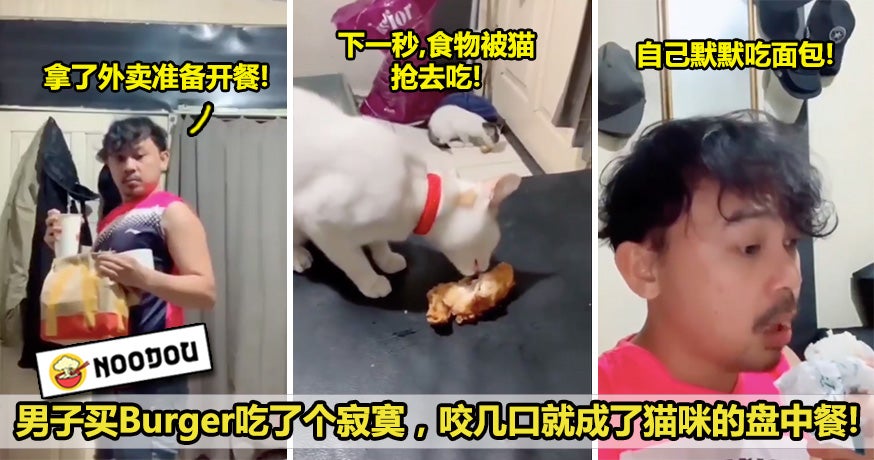 猫咪抢食