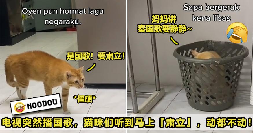 猫咪立正