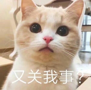 猫咪表情包