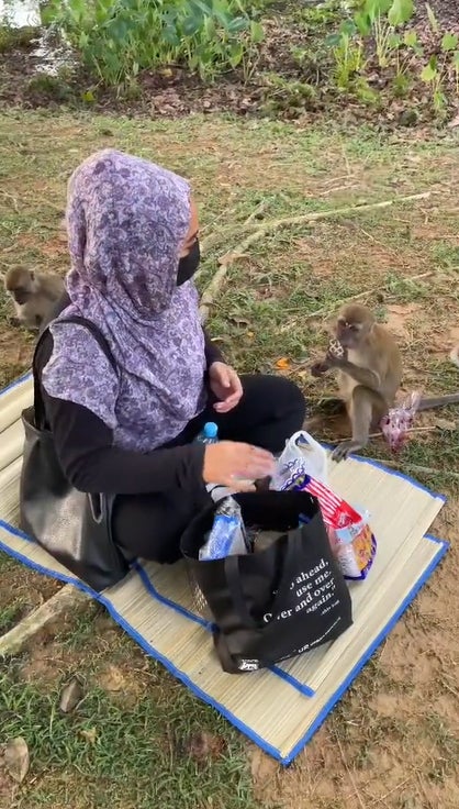 猴子抢女子食物
