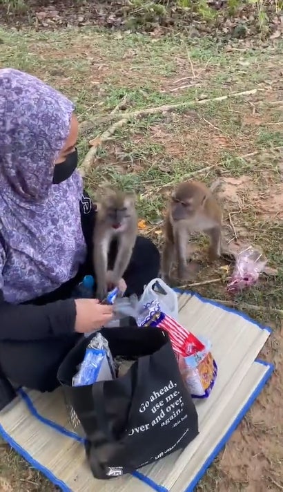 猴子抢女子食物4