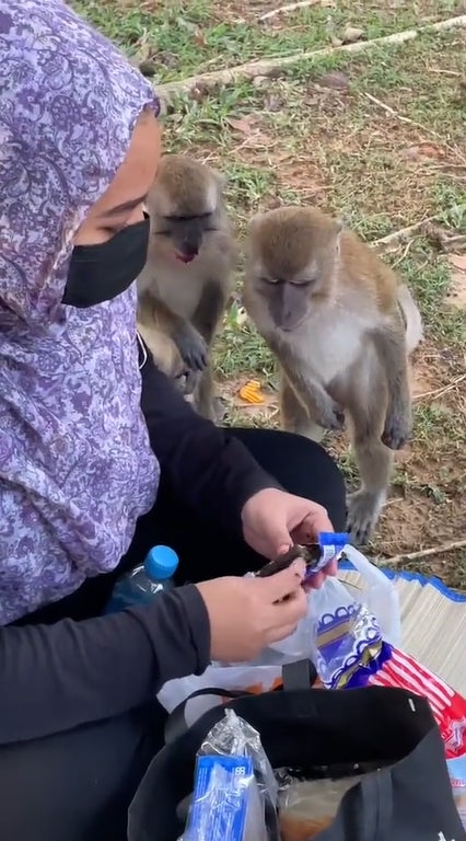 猴子抢女子食物6