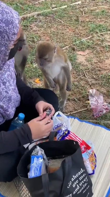 猴子抢女子食物7