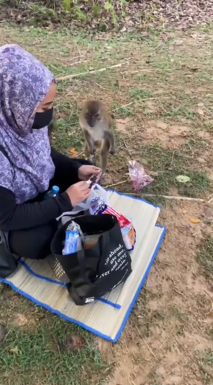猴子抢女子食物9