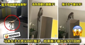 猴子闯入厨房