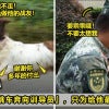 退役警犬ft image V7