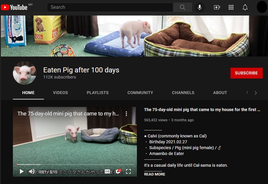 Eaten Pig after 100 Days YouTube channel