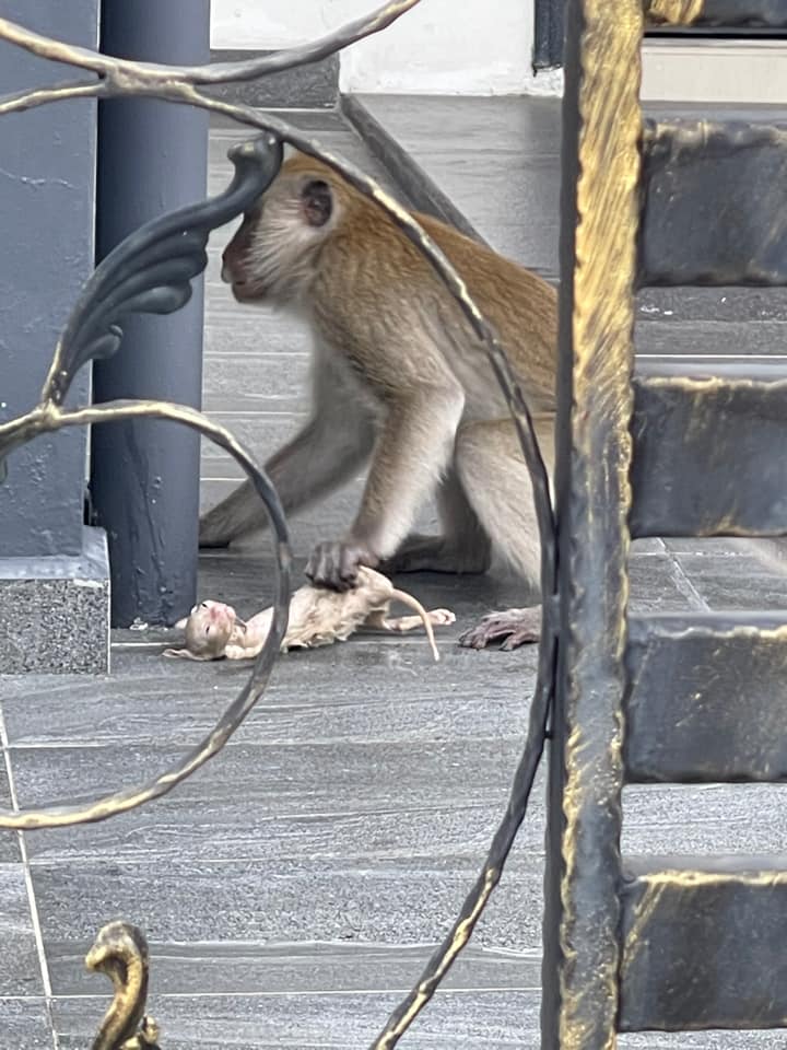 Monkey and dead cat