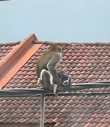 Monkey Holding Puppy On Electric Cable 2