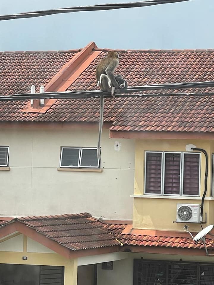 Monkey Holding Puppy On Electric Cable