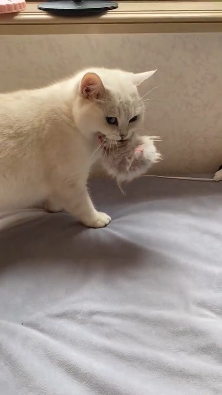 Ss 1 Cat Thought Hamster Is Her Kitten Kid Child