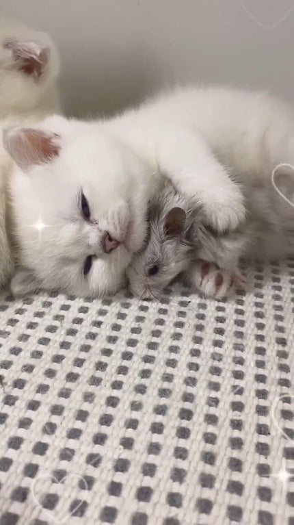 Ss 10 Cat Kitten Hugging Hamster To Sleep