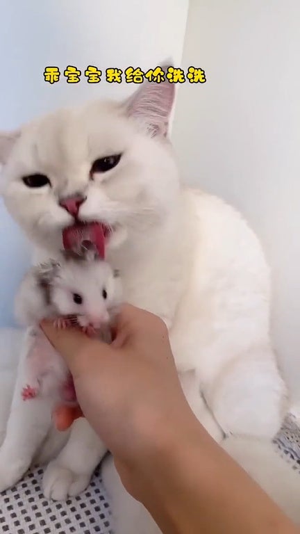 SS 4 cat licking hamster