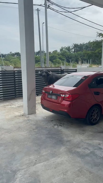 Ss1 Bull Banged Red Proton Saga 1 1
