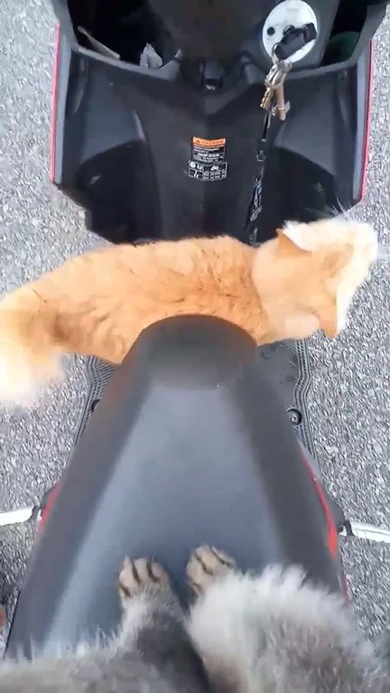 SS9a Cat go home by motor