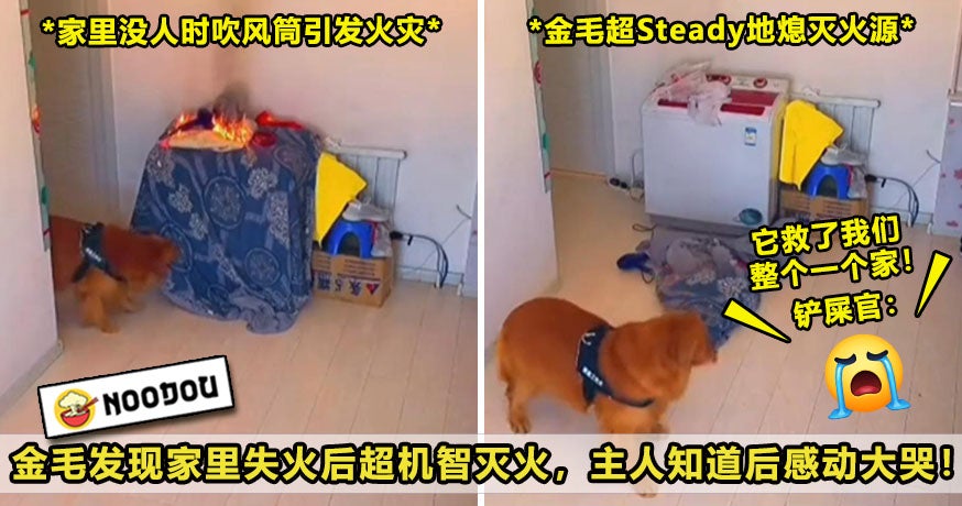 ftimg 金毛犬