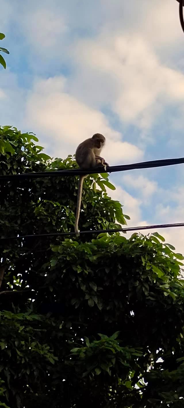Monkey Steals Puppy Dog From Home 3