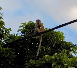 Monkey Steals Puppy Dog From Home 4