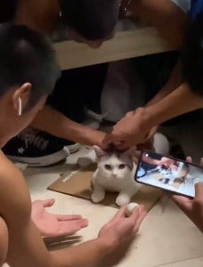 变魔术给猫咪看