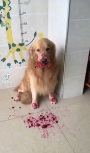 狗狗偷吃火龙果