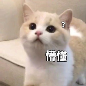 猫咪懵懂