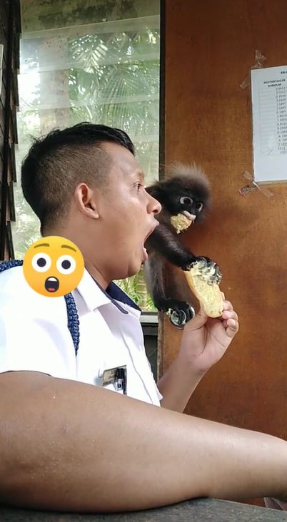 猴子3