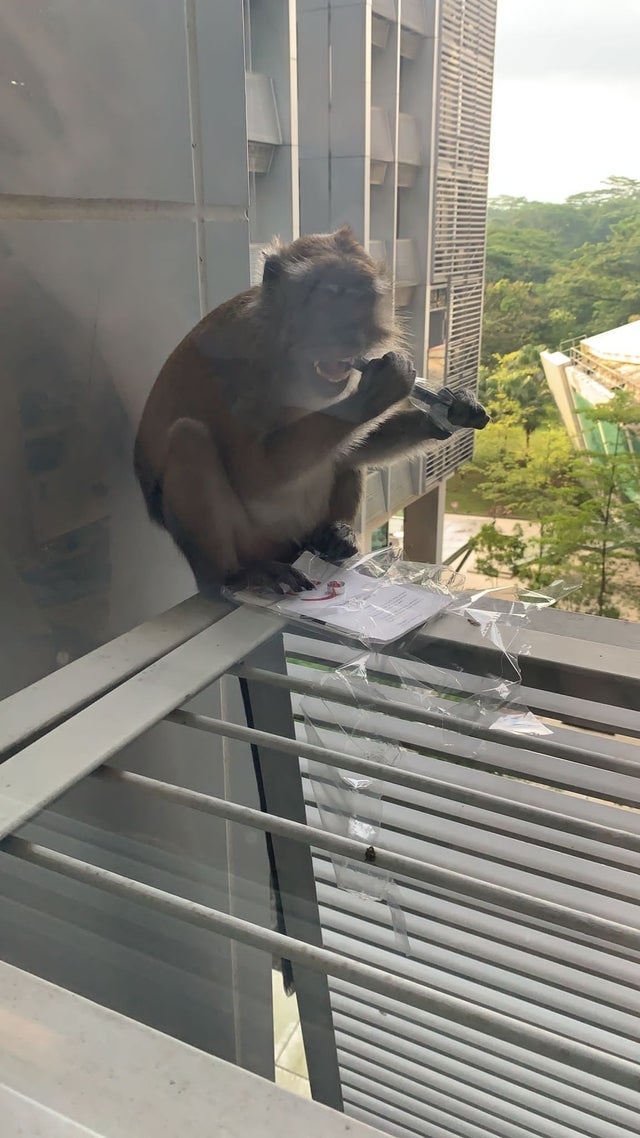 猴子吃ipad