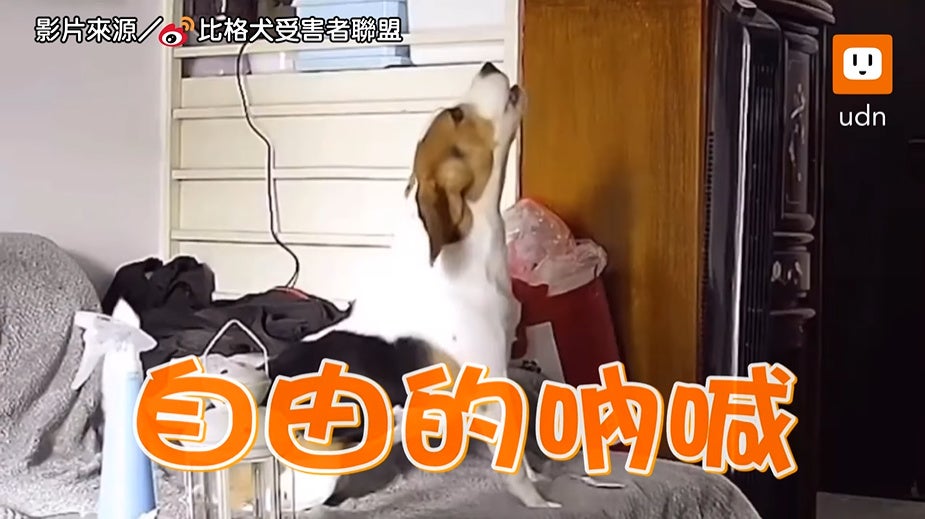 10 Beagle Dog Pretends To Be Sad But Run Around After Owner Left The House