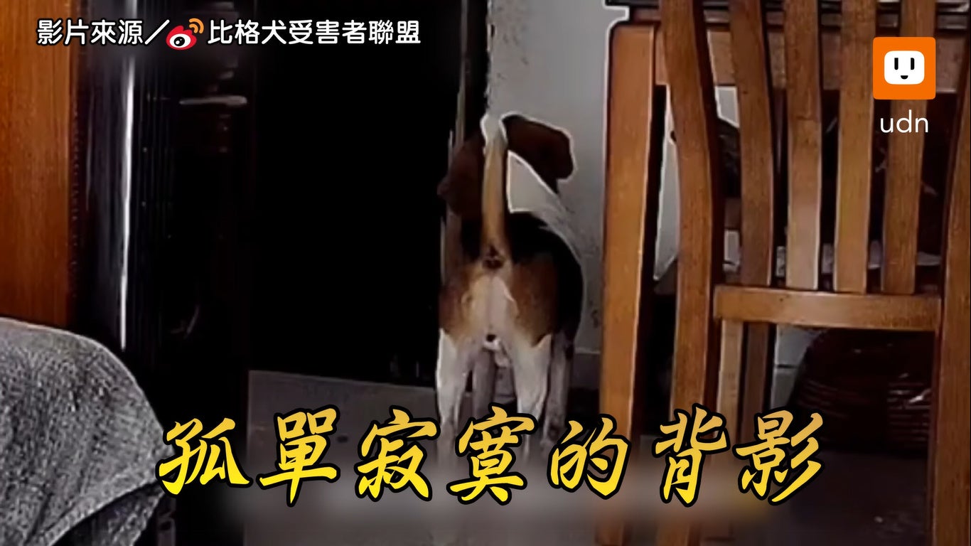 2 Beagle Dog Pretends To Be Sad But Run Around After Owner Left The House