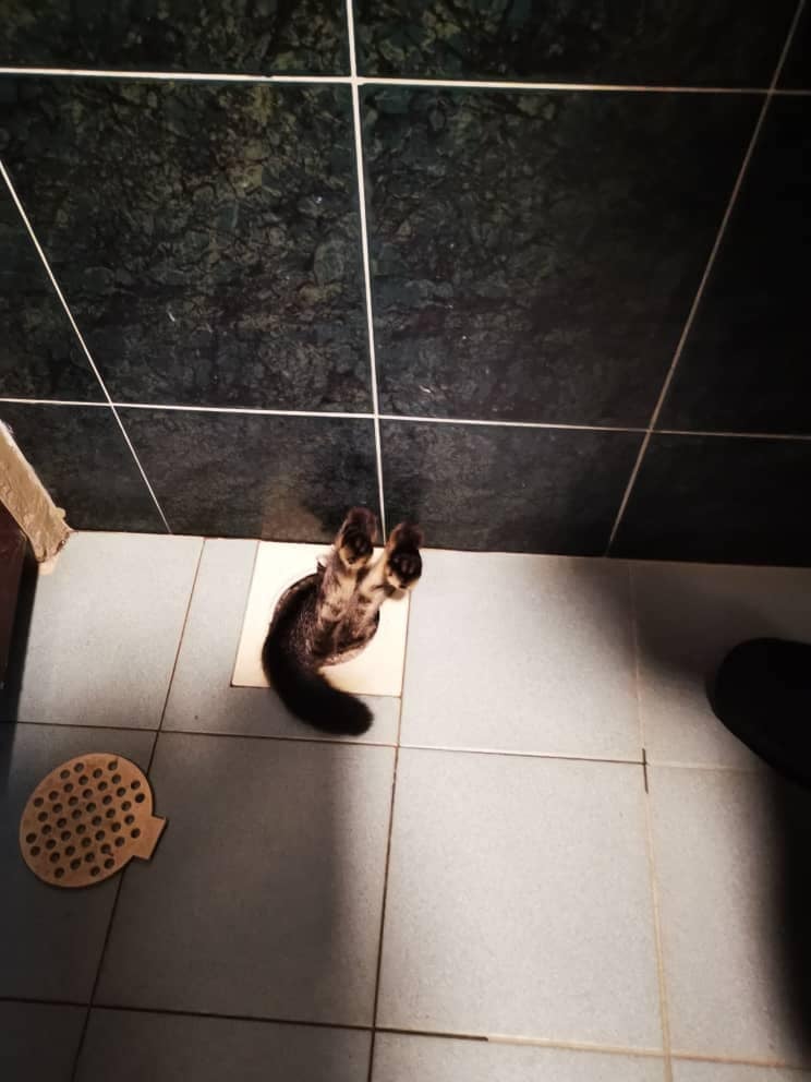 Cat Stuck In Toilet Water Drain Hole