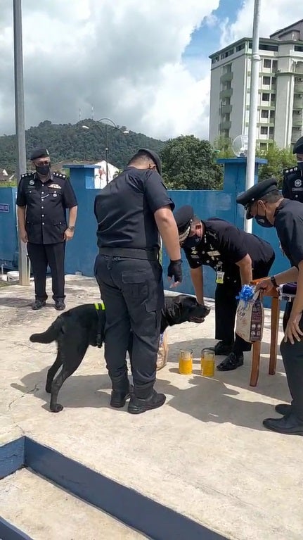 Ss6 Pdrm Dog Black Receiving Cans And Treats During Gratitude Ceremony