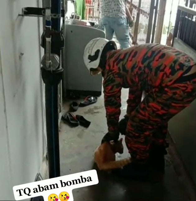 bomba拯救橘猫