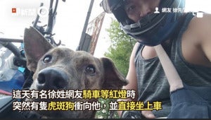 小狗搭霸王车2