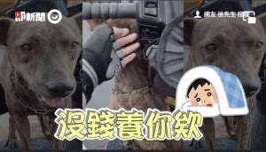 小狗搭霸王车5