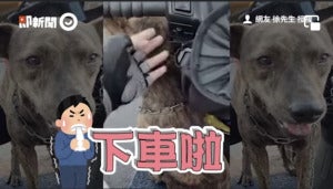 小狗搭霸王车6