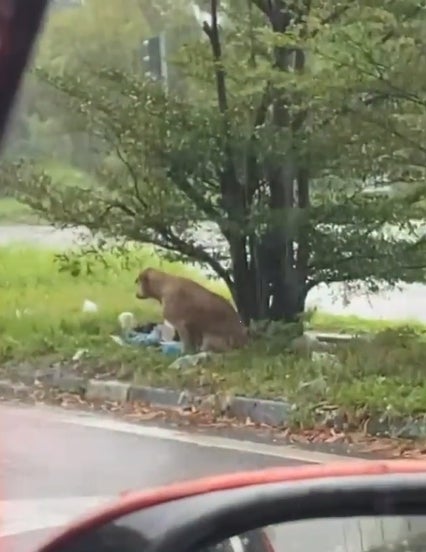 狗狗在树下等候