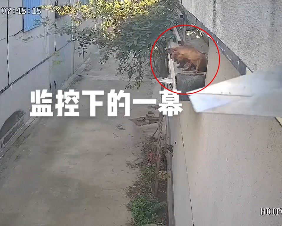 狗狗看热闹