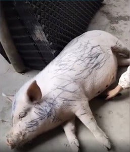 猪猪身上画画 01