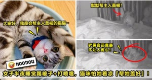 猫咪 Ftimagelinked