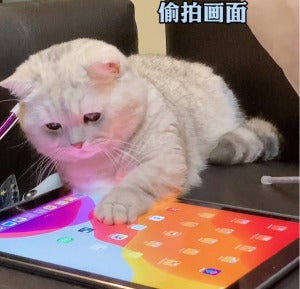 猫咪开Ipad