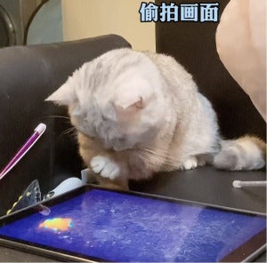 猫咪舔爪子