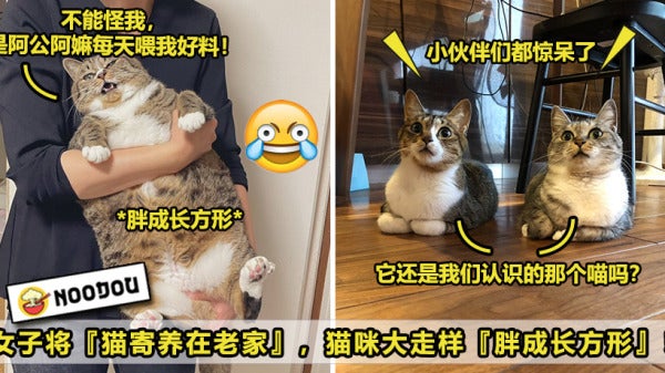 猫咪走样Ft Image V1